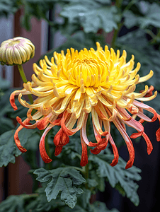 重阳节摄影照片_盛开的菊花重阳节