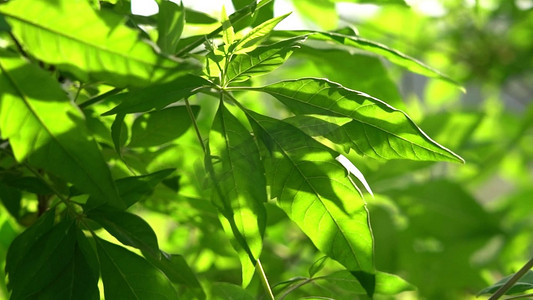 透光摄影照片_初夏透光的植物实拍