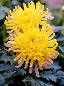 重阳节菊花摄影照片_盛开的菊花重阳节