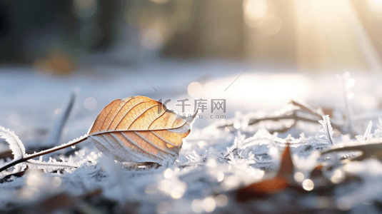 霜降背景背景图片_金黄色现代感落叶霜降背景36