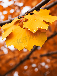 镶嵌素材摄影照片_秋天的黄叶背景素材
