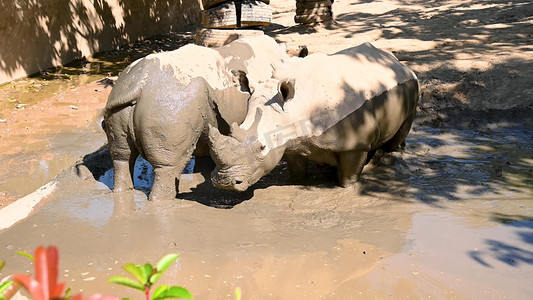 动保摄影照片_实拍动物园泥坑中玩耍的白犀牛