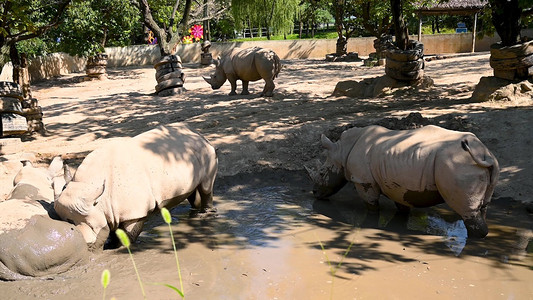 动保摄影照片_实拍动物园泥坑中玩耍的白犀牛