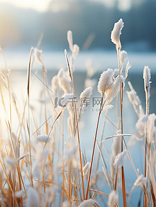 秋天夕阳背景图片_秋天的芦苇宁静乡村11