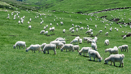 内蒙古射箭摄影照片_内蒙古高山草原羊群