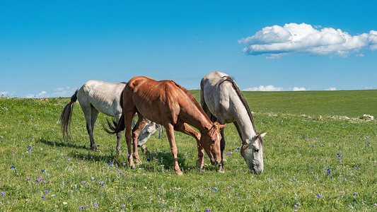 内蒙古夏季草原牧场马匹