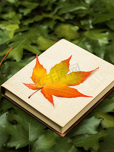 秋天的书籍枫叶摄影