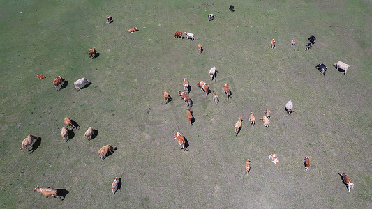 高空拍摄摄影照片_内蒙古高山草原绿草牛群高空拍摄