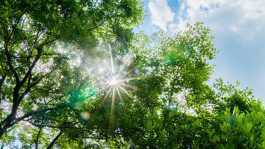 夏天阳光穿透树林的星芒绿色背景