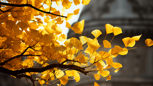 秋天的银杏树银杏叶摄影