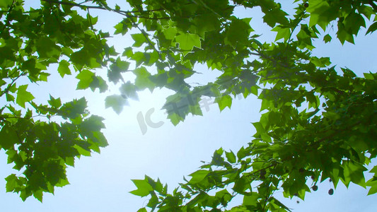 实拍树叶逆光唯美镜头自然风景