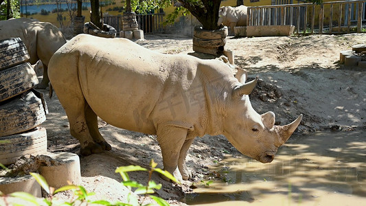 动保摄影照片_实拍西安秦岭动物园玩耍饮水的白犀牛