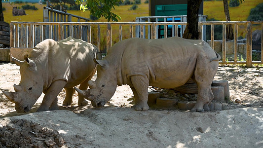 动保摄影照片_实拍西安秦岭动物园玩耍饮水的白犀牛