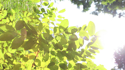 逆光树叶摄影照片_实拍唯美初春逆光阳光照射下的树叶绿叶