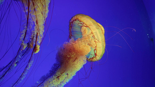 黄金水母太平洋海刺大型水母海洋生物