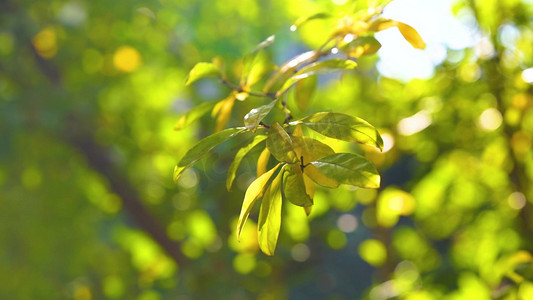 实拍唯美春天阳光透过树叶意境