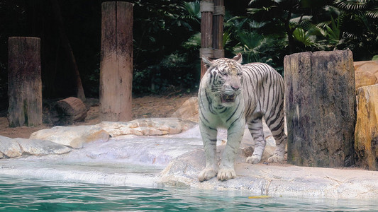 虎年动物园动物猛兽老虎白虎素材