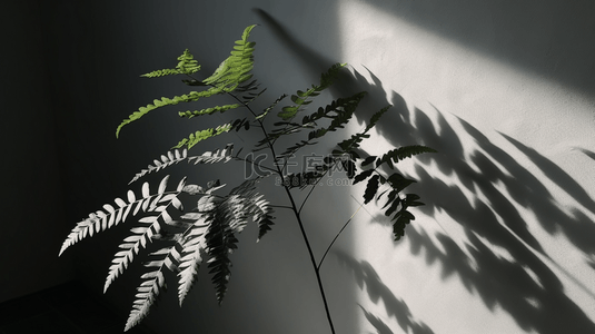 灰色树叶纹理背景图片_白色墙壁背景上树叶的抽象影子