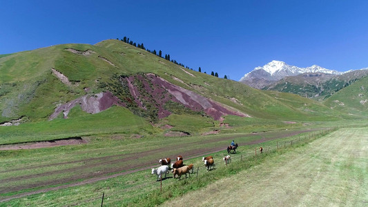 新疆天山脚下放牛航拍