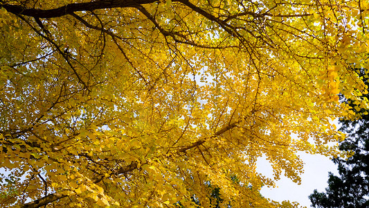实拍秋天唯美金黄的枫树自然风光