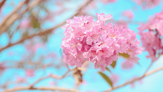 春天蓝天天空下自然盛开粉色风铃花