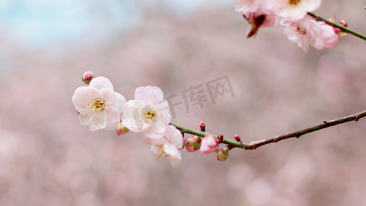 唯美桃花粉色摄影照片_实拍唯美春天盛开的粉色梅花和采蜜的蜜蜂