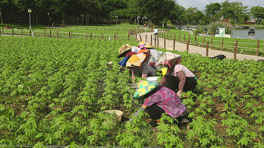 园丁农夫工人修剪农场植物杂草