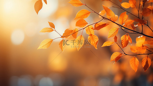 阳光下金色的树叶16