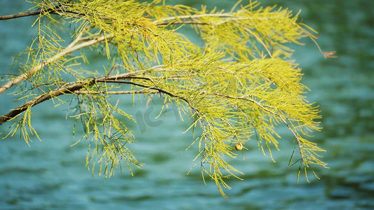 风景摄影照片_实拍湖边树枝植物春天风景