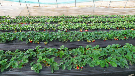 草莓摄影照片_航拍塑料大棚草莓种植农业生产
