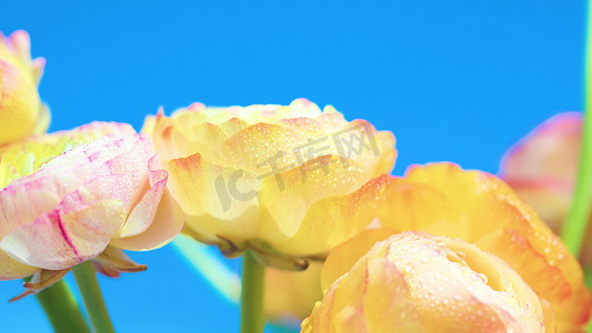 阳光明媚春暖花开摄影照片_实拍春天蓝天下盛开的花卉植物水珠水滴