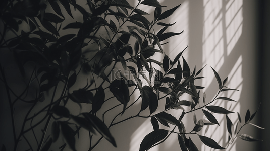 白色墙壁背景上树叶的抽象影子