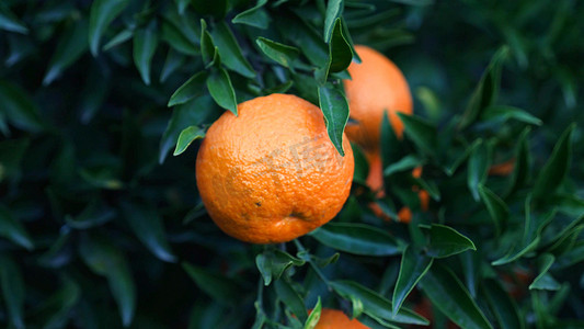 实拍挂在枝上的新鲜水果橙子