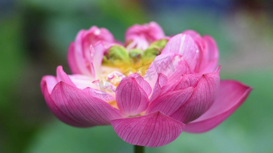 风景春夏摄影照片_寺庙里的一朵粉色荷花特写