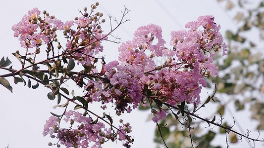 高清实拍粉色樱花