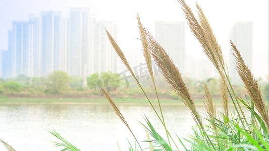 芦苇杆摄影照片_春天河边飘动芦苇杆船行驶