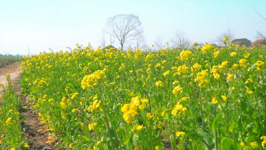 1080p农村油菜花实拍