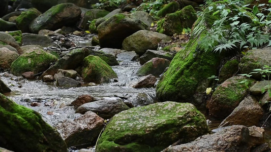 流动的小溪中的青苔石头