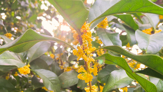 实拍秋天植物桂花金桂花