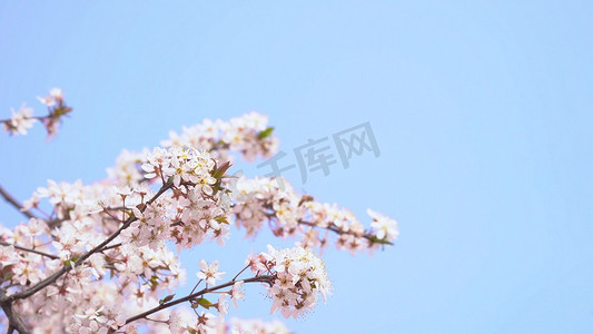 阳光明媚春暖花开摄影照片_实拍春日阳光下的蜜蜂和樱花风光