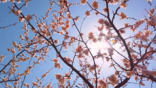 1080p山上樱花实拍