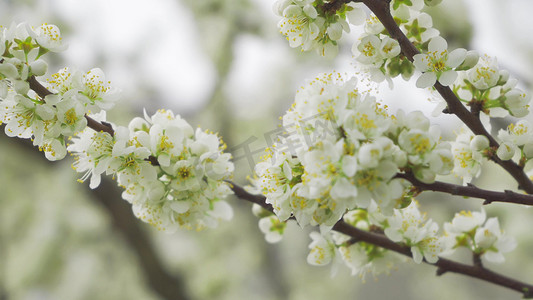 实拍春暖花开一树梨花开白色梨花