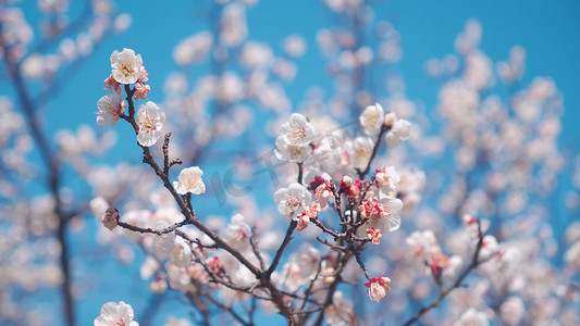 春天晴朗天空杏花开了蜜蜂采蜜实拍