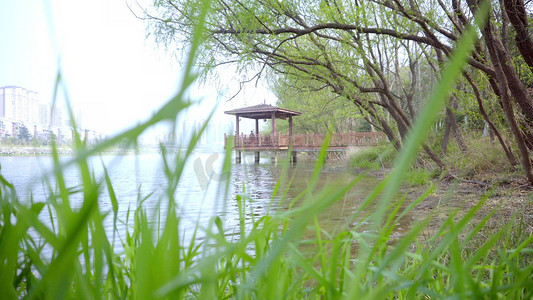 齐白石柳树摄影照片_城市湖边庭楼健康绿色城市实拍素材