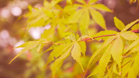 叶子变黄变红变褐摄影照片_实拍唯美秋景枫叶变黄