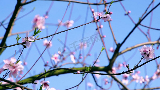 樱花特写