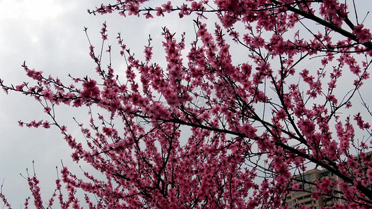春天盛开的桃花摄影照片_实拍盛开的桃花