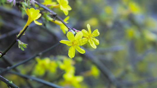 实拍春天植物黄色迎春花