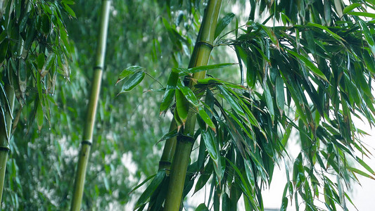 雨天竹子绿色素材森林清新