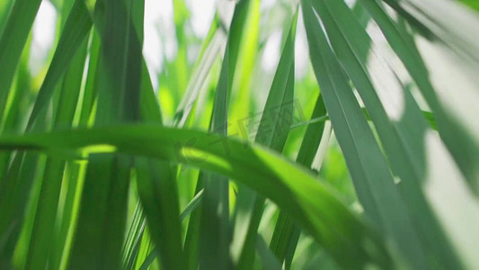 虫洞穿梭摄影照片_实拍穿梭春天绿荫草丛 